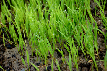 Fototapeta na wymiar closeup the green ripe paddy plant soil heap in the farm over out of focus brown background.