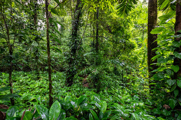 Panama Rainforest. Exotic Landscape. Natural Tropical Forest Atmosphere. Central America. 