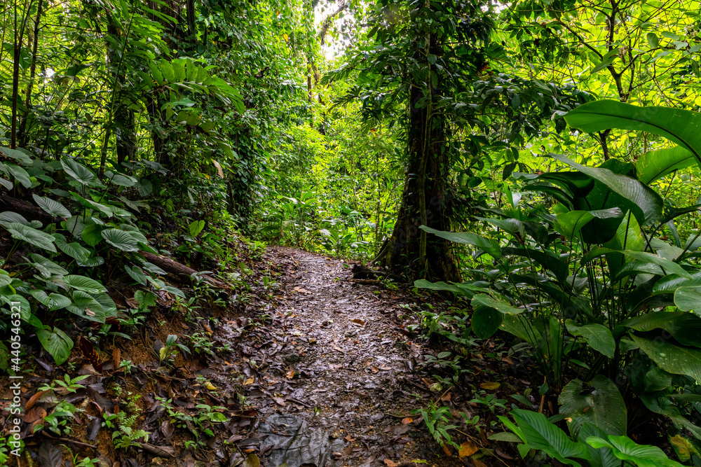 Poster Panama Rainforest. Exotic Landscape. Natural Tropical Forest Atmosphere. Central America. 