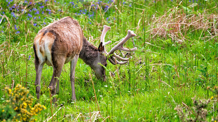 Red deer stag with velvet antlers grazing among fern and bluebells