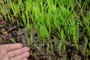 closeup the green ripe paddy plant soil heap with hand over out of focus brown background.