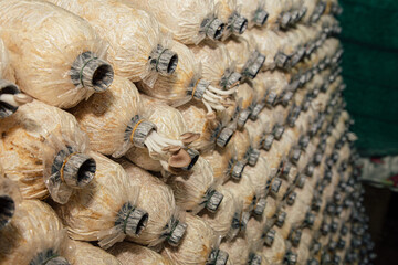 Indian Oyster, Phoenix Mushroom is cultivation in organic farms. Fresh mushroom.
