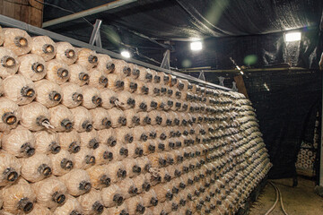 Indian Oyster, Phoenix Mushroom is cultivation in organic farms. Fresh mushroom.
