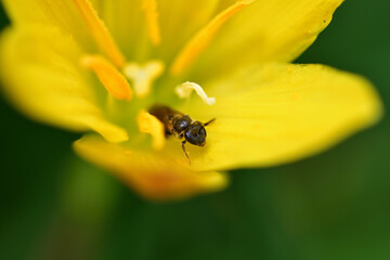 黄色い花にとまるミツバチ（キバナサフランモドキ）