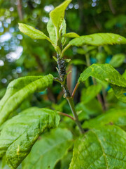 Aphids are small sap-sucking insects and members of the superfamily Aphidoidea. Common names include greenfly and blackfly on bird cherry tree