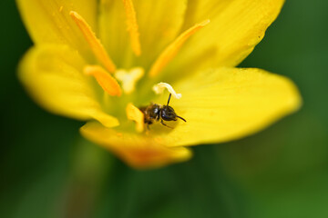 黄色い花にとまるミツバチ（キバナサフランモドキ）