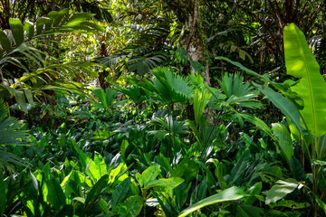 Panama Rainforest. Exotic Landscape. Natural Tropical Forest Atmosphere. Central America. 