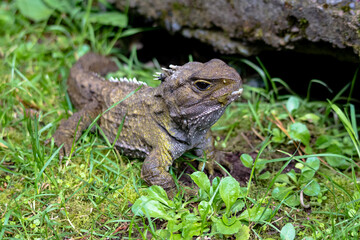 Tuatara, the prehistoric native reptile from New Zealand