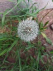 dandelion blowball in the grass