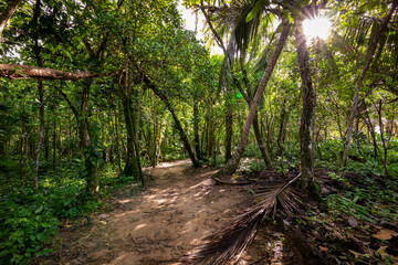 Panama Rainforest. Exotic Landscape. Natural Tropical Forest Atmosphere. Central America. 