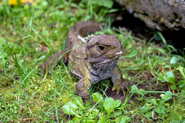Tuatara, the prehistoric native reptile from New Zealand