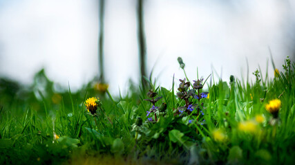 Wiosenna letnia malownicza łąka w ciepłych promieniach popołudniowej pory dnia.