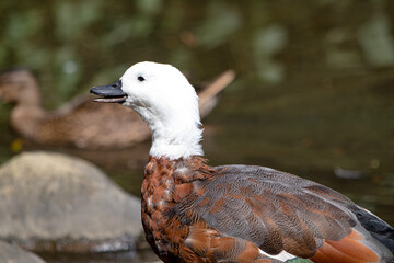 Paradise Shelduck, large waterfowl endemic to New Zealand