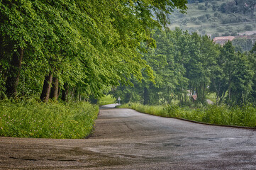 Straße durch den Wald