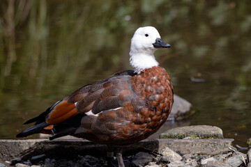 Paradise Shelduck, large waterfowl endemic to New Zealand