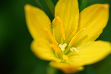 キバナサフランモドキの黄色い花（埼玉県/6月）