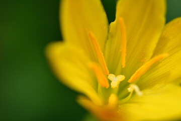 Fototapeta premium キバナサフランモドキの黄色い花（埼玉県/6月）