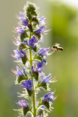 A honey bee hovering next to the lilac-colored blossoms of a Viper's bugloss or blueweed (Echium vulgare) in soft light against a green background