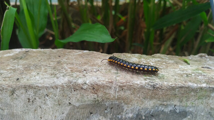 close up of a caterpillar