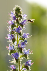A honey bee hovering next to the lilac-colored blossoms of a Viper's bugloss or blueweed (Echium vulgare) in soft light against a green background