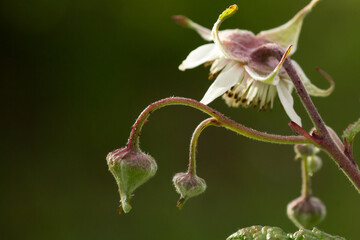 Some flower buds of a blackberry or brambleberry bush (Rubus fruticosus), a blossom and bits of a leaf in evening light isolated from a green background