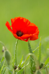 A single bright red corn poppy flower (Papaver rhoeas), also called corn rose, field poppy or red poppy, standing out from a meadow against a green background.