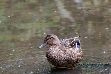 Fototapeta premium Duck on the water, in New Zealand