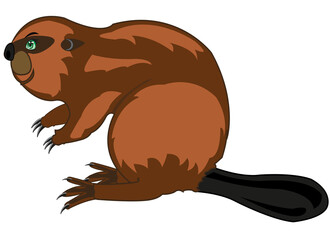 Wildlife beaver on white background is insulated