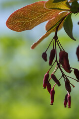 A bunch of red barberries (Berberis vulgaris) hanging from the branch of a barberry bush. It is a...