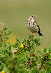 Meadow pipit, Anthus pratensis