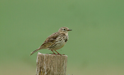 Meadow pipit, Anthus pratensis