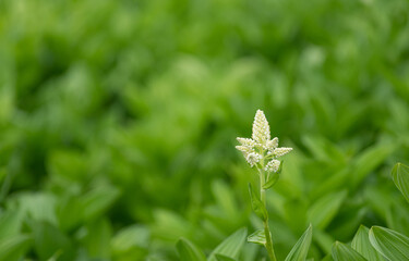 高山植物　コバイケイソウ