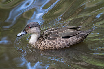 Duck on the water, in New Zealand