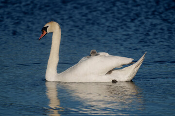 Mute swan, Cygnus olor,