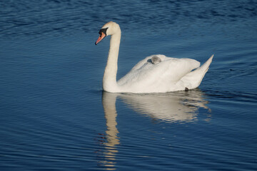 Mute swan, Cygnus olor,