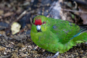 Kakariki, or New Zealand Red Crowned Parakeet