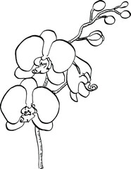 Orchids flower. Floral botanical flower. Isolated illustration element. Vector hand drawing wildflower for background, texture, wrapper pattern, frame or border.
