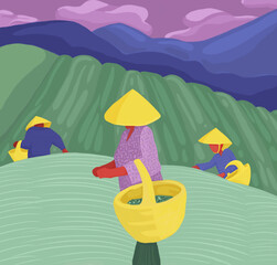 Asian women in yellow hats harvesting tea plantations