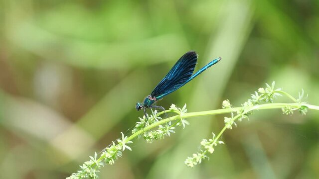 Blaufl&uuml;gel Prachtlibelle (Calopteryx virgo) sitzend