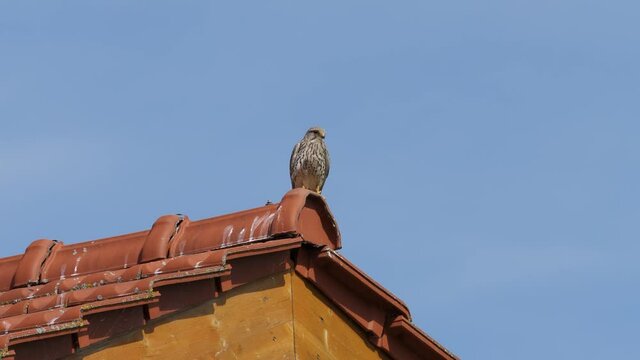 Turmfalke auf einem Ziegeldach vor blauem Himmel