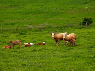 cows grazing in a field
