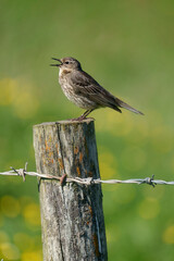 Rock pipit, Anthus petrosus