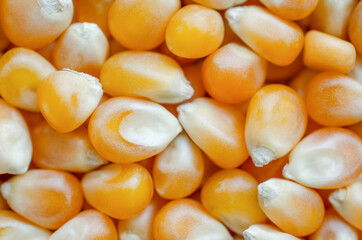 Closed up dry organic corn seed pile after harvested from the farm, ready for  planting or cooking