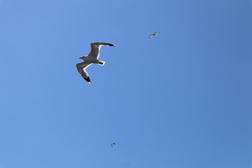 Birds in flight, flying seagull on a sunny summer day and clear blue sky