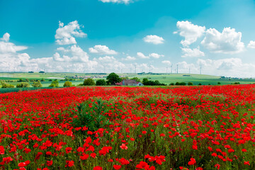 Red Poppies Blooming On Field Against Sky. Flower Poppy. Part Of Fields With Poppies Instead Of barley or wheat Monocultures In Rhineland Palatinate, Germany. Organic Farming