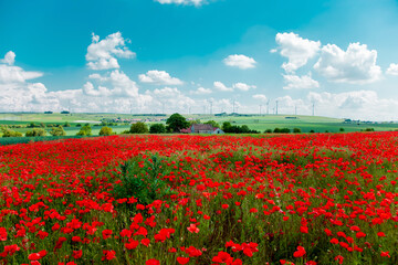 Obraz premium Red Poppies Blooming On Field Against Sky. Flower Poppy. Part Of Fields With Poppies Instead Of barley or wheat Monocultures In Rhineland Palatinate, Germany. Organic Farming