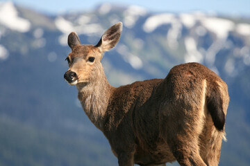 Deer with olympic mountain national park