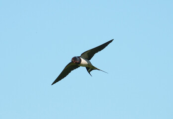 Swallow, Hirundo rustica