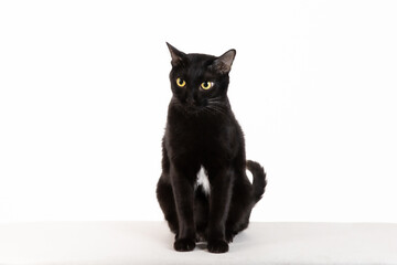 angry black cat on white scene