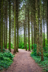 Pine Tree Forest Path